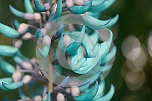 Jade vine Strongylodon macrobotrys close-up turquoise flowers